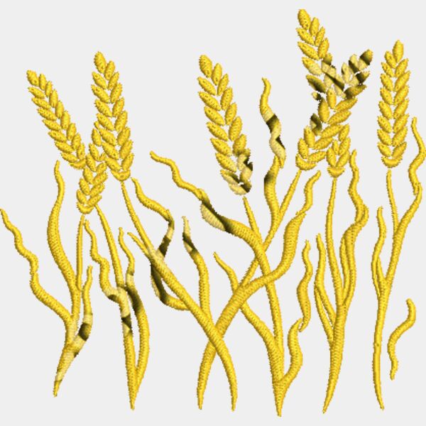 Wheat_EMB1625 Thumbnail