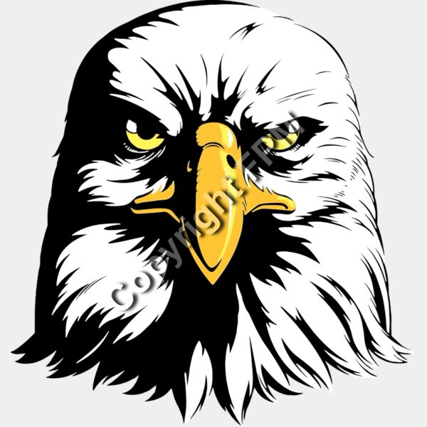 1306 Eagle Head Thumbnail