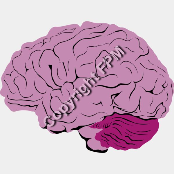B1040 Brain Thumbnail