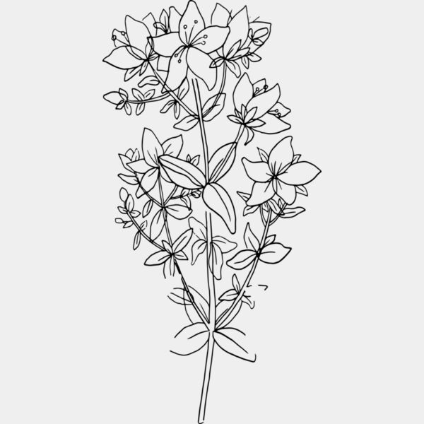 B6171 Floral Thumbnail